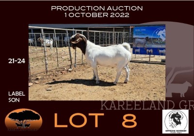 1X BOER GOAT FLOCK RAM OPPIEDAK BOERBOKSTOET