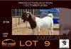 1X BOER GOAT FLOCK RAM OPPIEDAK BOERBOKSTOET