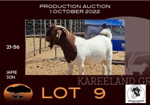 1X BOER GOAT FLOCK RAM OPPIEDAK BOERBOKSTOET