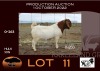 1X BOER GOAT STUD RAM NELL BOERBOKKE