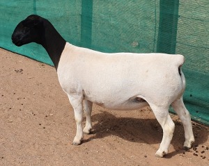 LOT 35 1X DORPER EWE Mickey Phillips TYPE 5