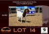 WITHDRAW - 1X BOER GOAT OOIE/EWE OPPIEDAK BOERBOKSTOET