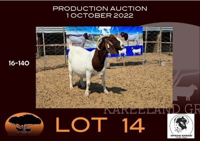 WITHDRAW - 1X BOER GOAT OOIE/EWE OPPIEDAK BOERBOKSTOET