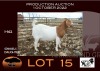 1X BOER GOAT FLOCK OOIE/EWE NELL BOERBOKKE