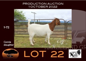 1X BOER GOAT OOIE/EWE NELL BOERBOKKE