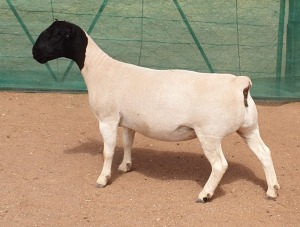 LOT 36 1X DORPER EWE Mickey Phillips TYPE 5