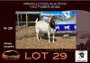 1X BOER GOAT FLOCK OOIE/EWE OPPIEDAK BOERBOKSTOET