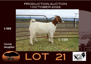 1X BOER GOAT STUD OOIE/EWE NELL BOERBOKKE