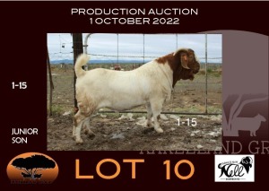 1X BOER GOAT FLOCK RAM NELL BOERBOKKE