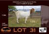 WITHDRAW - 1X BOER GOAT OOIE/EWE NELL BOERBOKKE