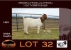 1X BOER GOAT FLOCK OOIE/EWE NELL BOERBOKKE