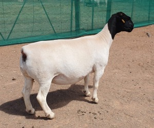 LOT 37 1X DORPER EWE Mickey Phillips TYPE 5