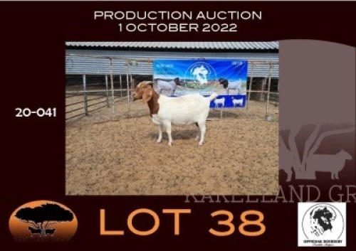 1X BOER GOAT OOIE/EWE OPPIEDAK BOERBOKSTOET