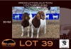 1+1X BOER GOAT FLOCK OOIE/EWE OPPIEDAK BOERBOKSTOET