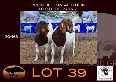 1+1X BOER GOAT FLOCK OOIE/EWE OPPIEDAK BOERBOKSTOET