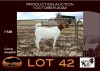 1X BOER GOAT PS OOIE/EWE NELL BOERBOKKE