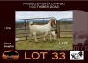 WITHDRAW - 1X BOER GOAT OOIE/EWE NELL BOERBOKKE