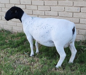 LOT 45 1X DORPER EWE Mickey Phillips TYPE 5