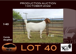 1X BOER GOAT FLOCK OOIE/EWE NELL BOERBOKKE