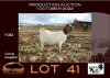 1X BOER GOAT STUD OOIE/EWE NELL BOERBOKKE