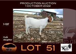 1X BOER GOAT FLOCK OOIE/EWE NELL BOERBOKKE