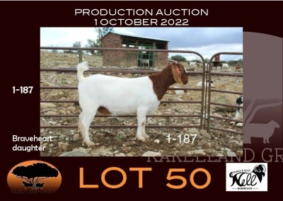 1X BOER GOAT FLOCK ON COLOUR OOIE/EWE NELL BOERBOKKE