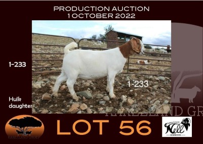 1X BOER GOAT FLOCK OOIE/EWE NELL BOERBOKKE