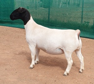 LOT 24 1X DORPER EWE Mickey Phillips TYPE 5