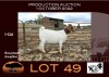 1X BOER GOAT PS OOIE/EWE NELL BOERBOKKE