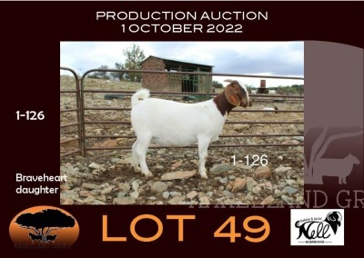 1X BOER GOAT PS OOIE/EWE NELL BOERBOKKE