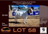 1X BOER GOAT FLOCK OOIE/EWE OPPIEDAK BOERBOKSTOET