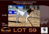 1X BOER GOAT FLOCK OOIE/EWE OPPIEDAK BOERBOKSTOET