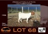 1X BOER GOAT PS OOIE/EWE NELL BOERBOKKE