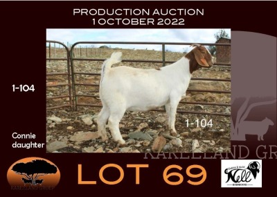 1X BOER GOAT STUD OOIE/EWE NELL BOERBOKKE