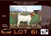 1X BOER GOAT STUD OOIE/EWE NELL BOERBOKKE