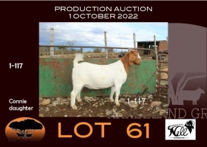 1X BOER GOAT STUD OOIE/EWE NELL BOERBOKKE