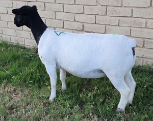 LOT 46 1X DORPER EWE Mickey Phillips TYPE 5