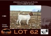 1X BOER GOAT FLOCK OOIE/EWE NELL BOERBOKKE