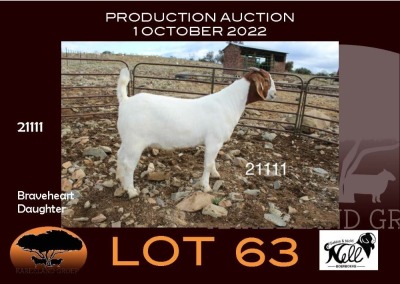 1X BOER GOAT FLOCK OOIE/EWE NELL BOERBOKKE