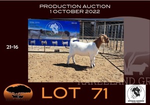 1X BOER GOAT FLOCK OOIE/EWE OPPIEDAK BOERBOKSTOET