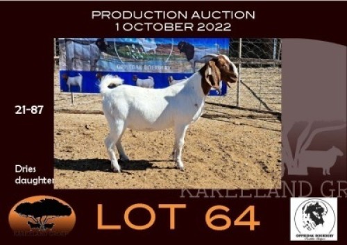 1X BOER GOAT FLOCK OOIE/EWE OPPIEDAK BOERBOKSTOET