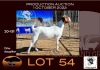 1X BOER GOAT STUD OOIE/EWE OPPIEDAK BOERBOKSTOET