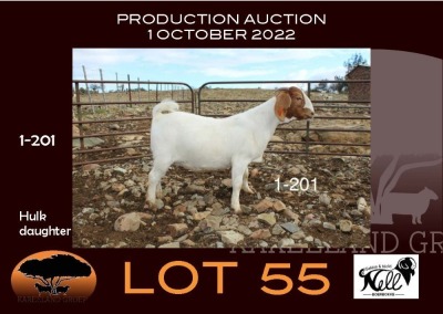 1X BOER GOAT FLOCK OOIE/EWE NELL BOERBOKKE