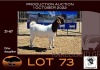 1X BOER GOAT FLOCK OOIE/EWE OPPIEDAK BOERBOKSTOET