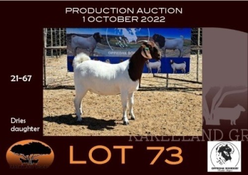 1X BOER GOAT FLOCK OOIE/EWE OPPIEDAK BOERBOKSTOET