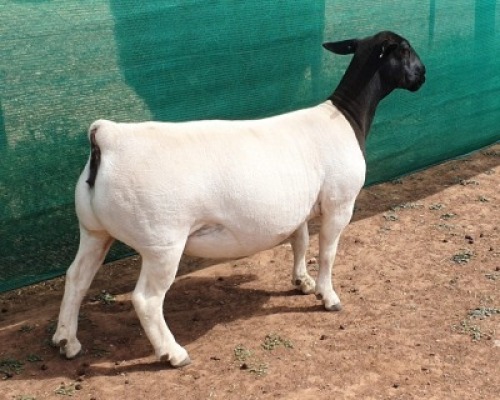 LOT 25 1X DORPER EWE Mickey Phillips TYPE 5