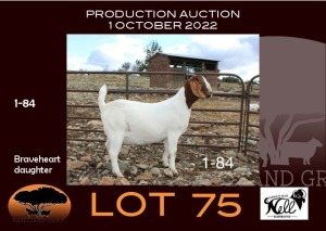 1X BOER GOAT STUD OOIE/EWE NELL BOERBOKKE