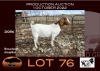 1X BOER GOAT STUD OOIE/EWE NELL BOERBOKKE