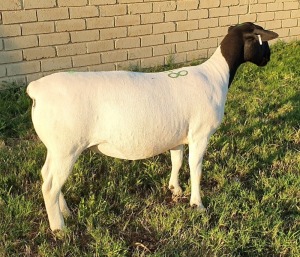 LOT 48 1X DORPER EWE Mickey Phillips TYPE 5