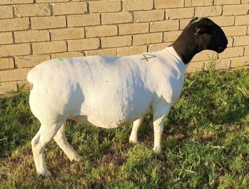 LOT 54 1X DORPER EWE Mickey Phillips TYPE 5